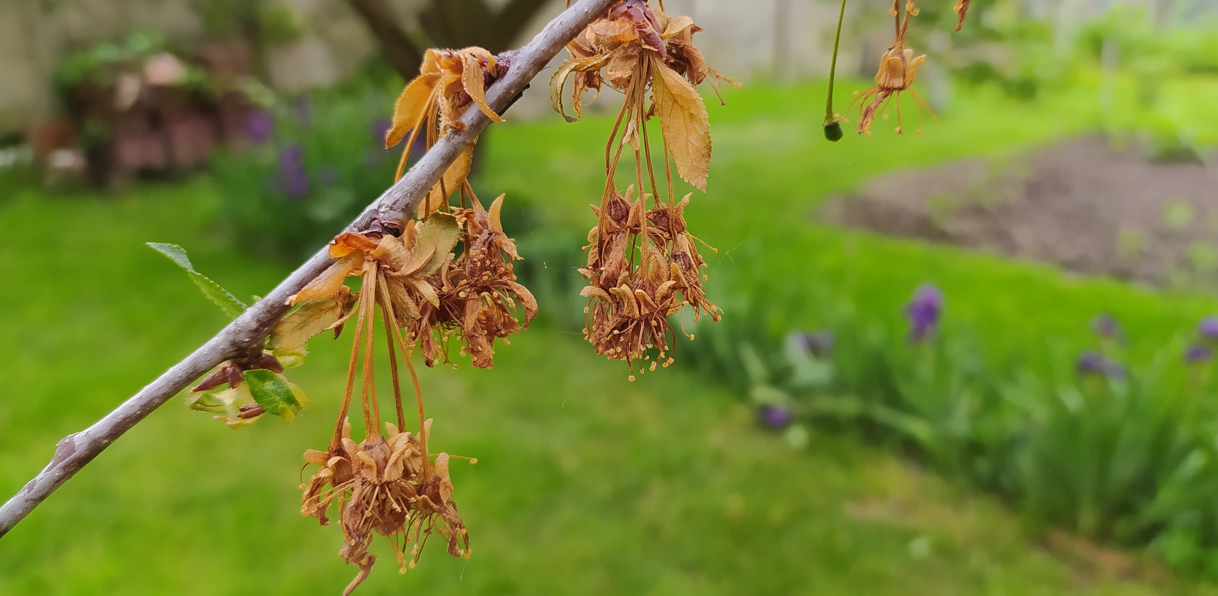 Növényvédelmi teendők – 2023. március 4. hét